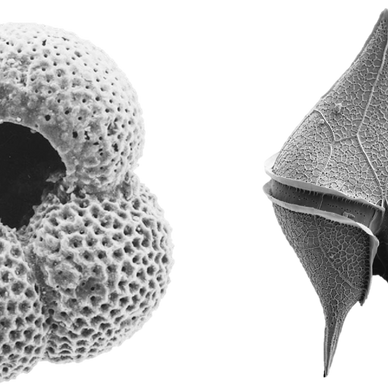 Planktic foraminifer and dinoflagellate