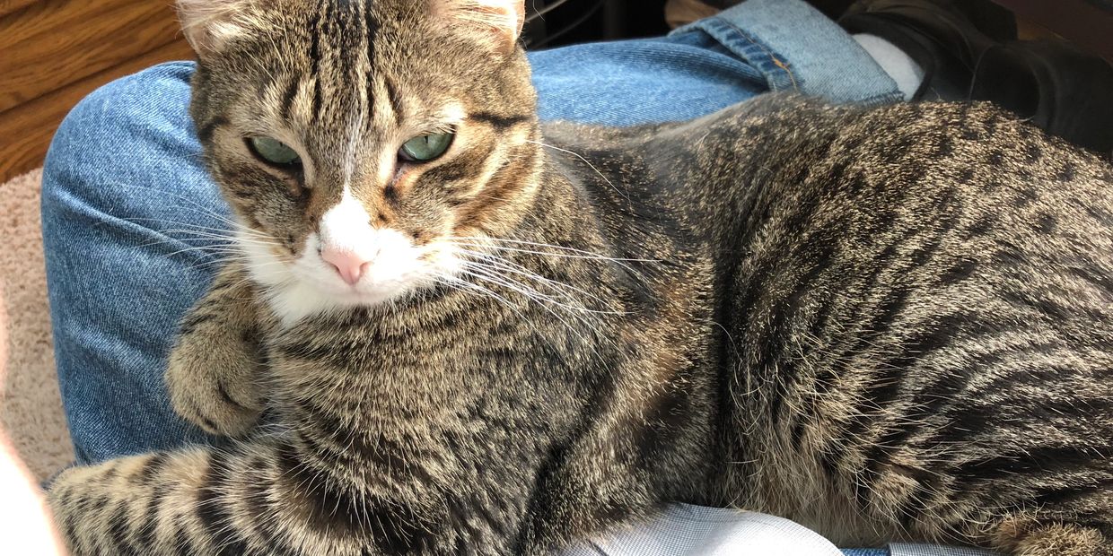 A tabby cat with green eyes resting on a person's lap wearing blue jeans.