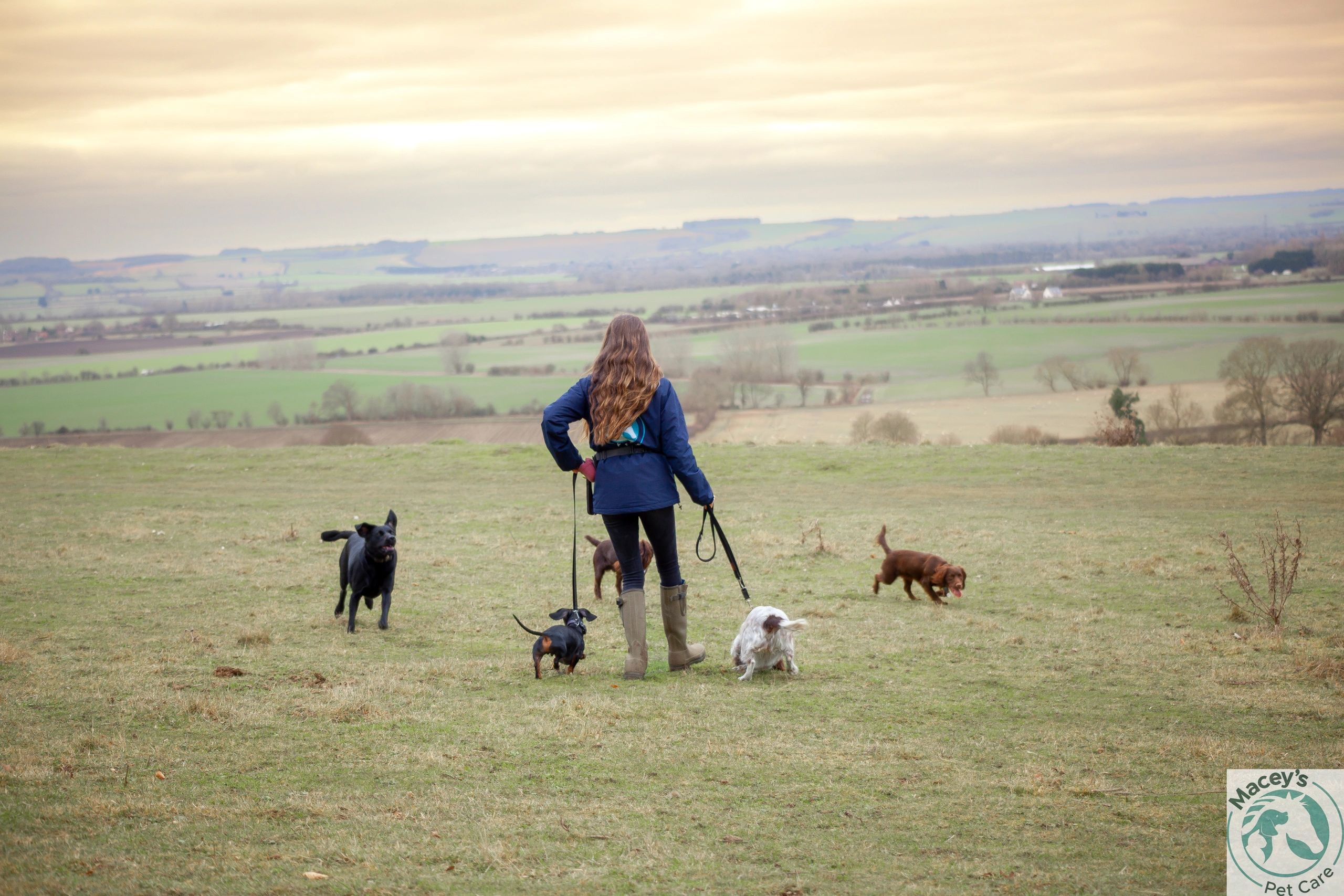 Macey's Pet Care Pet Boarding and Pet Sitting Abingdon, England