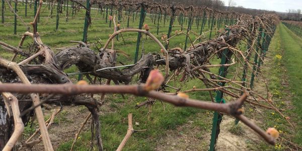 Concord vineyard on high trellis, herbicide strip at Bud break.  Hermann, Missouri. Midwest Wines.