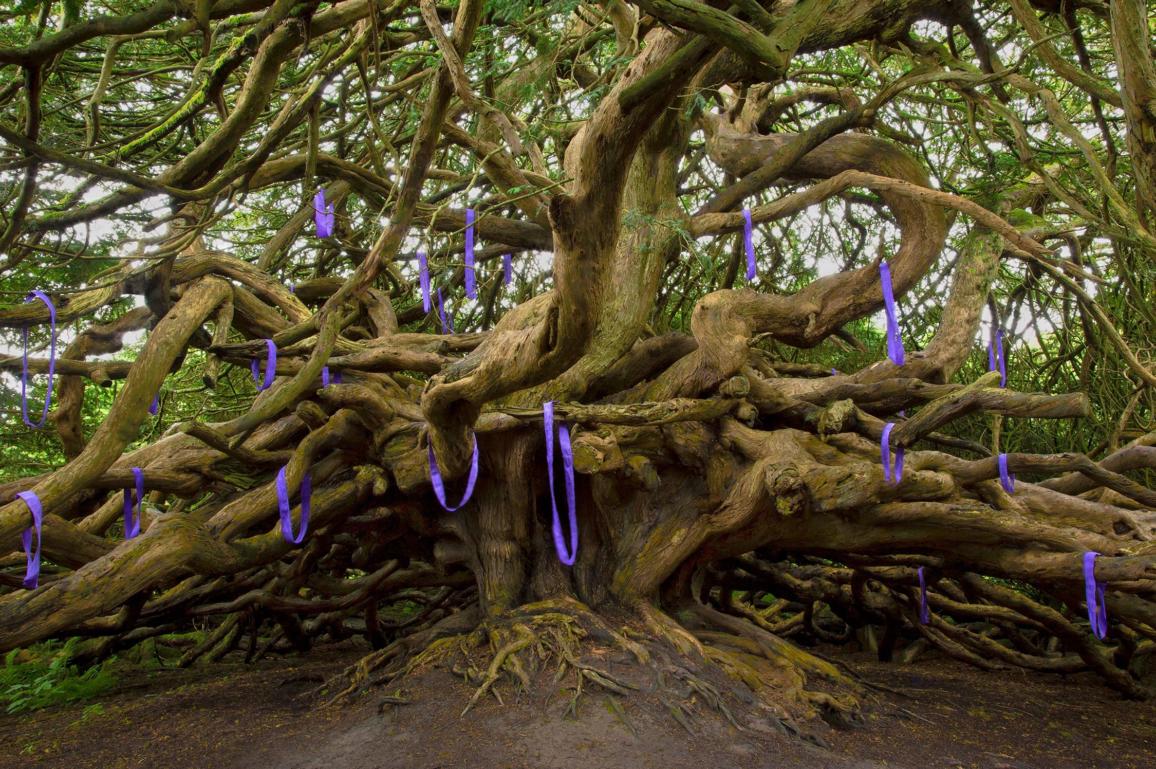 The oldest yew tree in Ireland with strands of 7' long painted linen throughout it's branchs