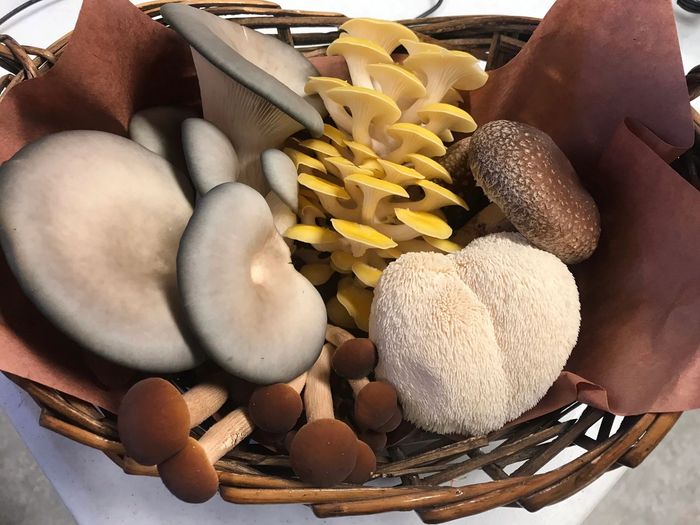 Grey oyster, yellow oyster, shiitake, lion’s mane, and pioppino mushrooms in a basket