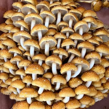 Cluster of chestnut mushrooms
