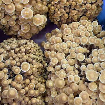 Clusters of enoki mushrooms