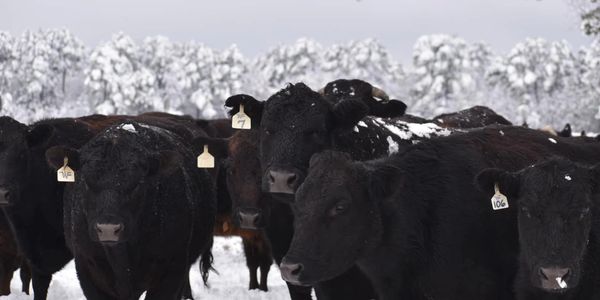 cows in a field of snow