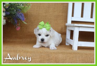 Adorable white puppy with a green bow on its head sitting on a brown fabric.
