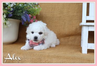 A fluffy white puppy wearing a pink bow tie lies on a brown fabric background.