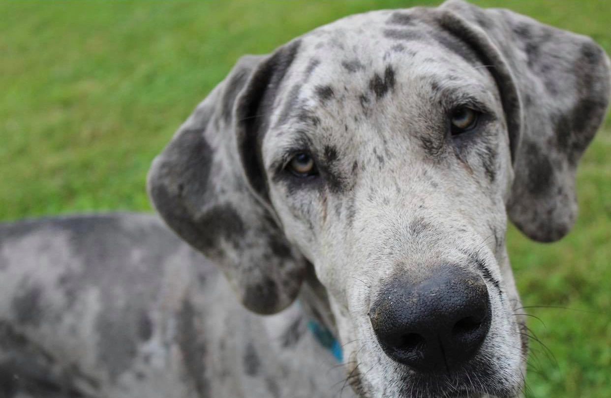 Dane Puppy Price Great Danes To Adopt Near Me Buy Great Danes To