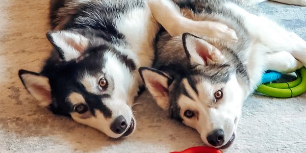 Our huskies, Apollo & Bandit, taking a break from playing to pose for the camera. Best buddies!