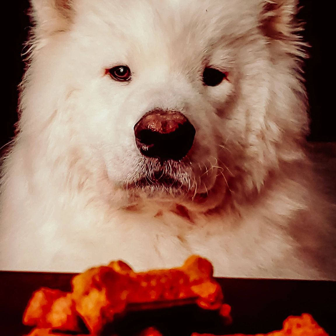 Our samoyed, Gunnar, sitting pretty in front of his favorite human-grade organic bison treats!