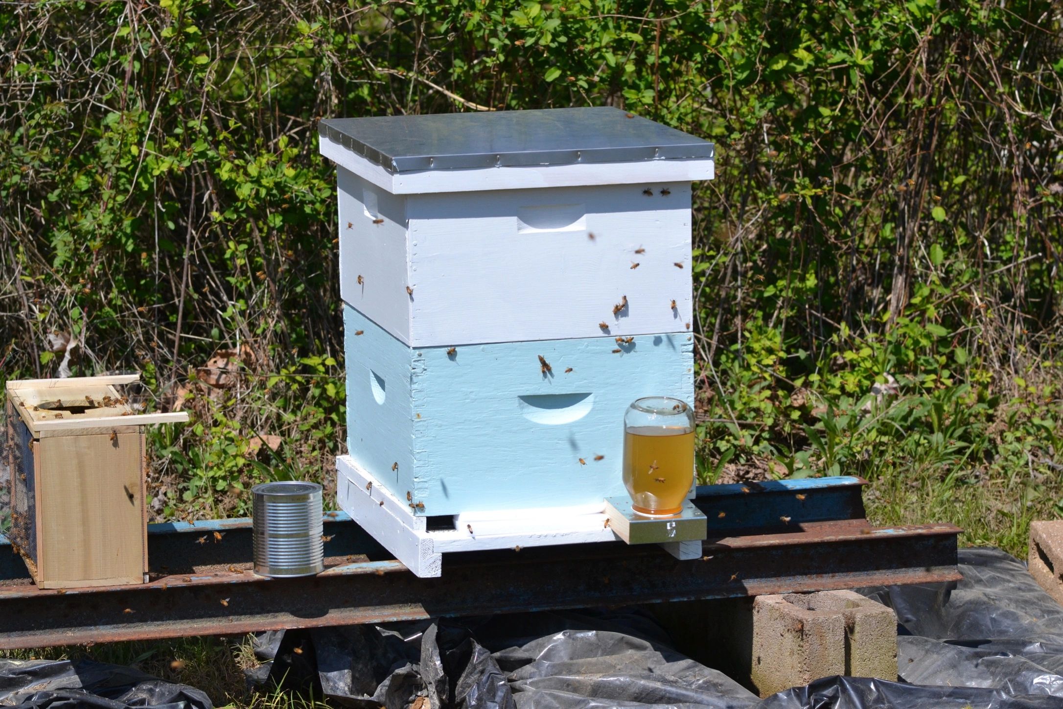 Bees