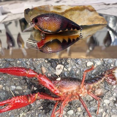 Peek A Boo - Louisana swamp craw