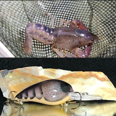 purple Haze- Long pinchered crayfish found in Tablerock lake