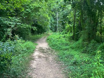 A dirt path winding through dense green forest vegetation.