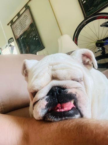 A white dog laying on top of someone 's arm.