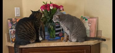 Two cats sitting on a counter next to a vase of roses.