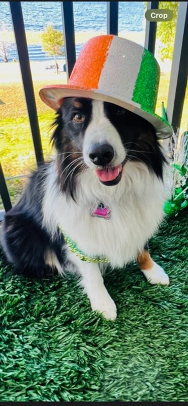 A dog sitting on the grass wearing a hat.