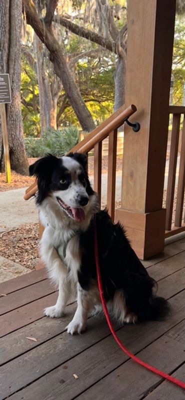 A black and white dog sitting on the steps of a house.