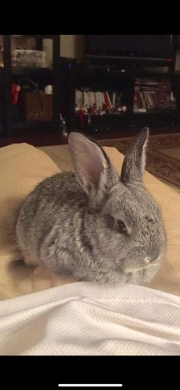 A gray rabbit sitting on top of a table.