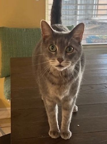 A cat standing on top of a wooden table.