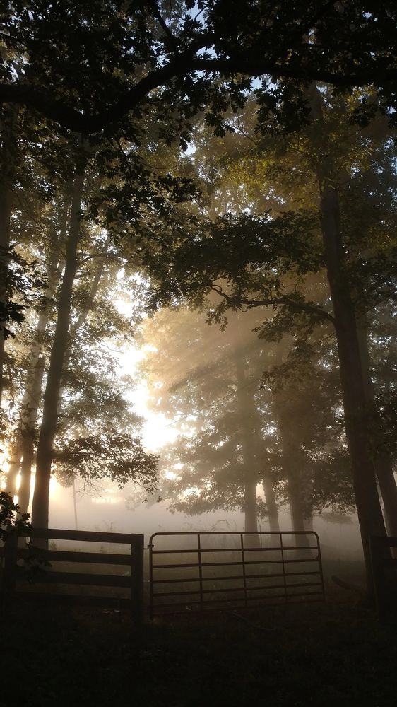 Farm entrance at sunrise with gate and tall trees