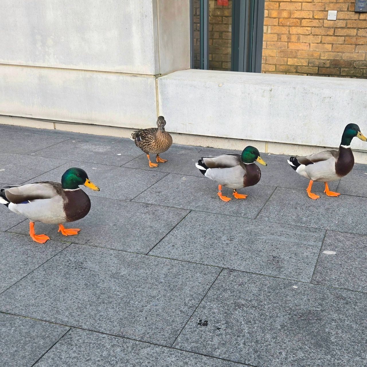 Prime example: the campus ducks