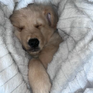 Snuggled up Golden Retriever Puppy