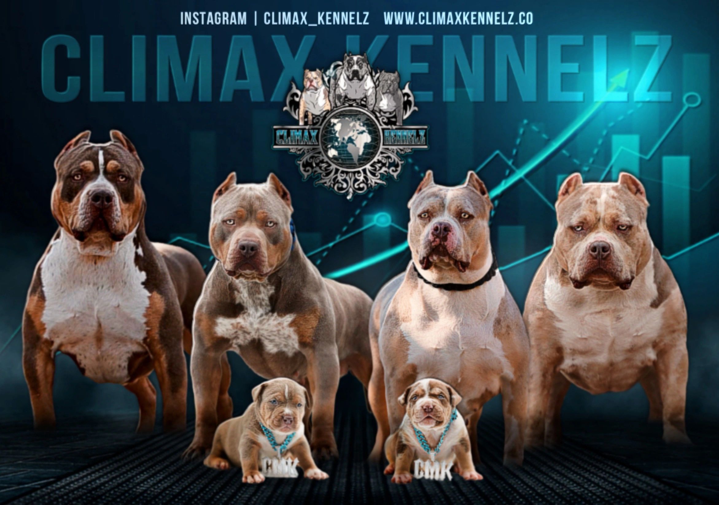 NorthEast Bully Reunion 3 – THE AMERICAN BULLY KENNEL CLUB