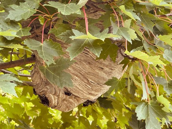 A large wasp nest hanging from a tree branch surrounded by green leaves.