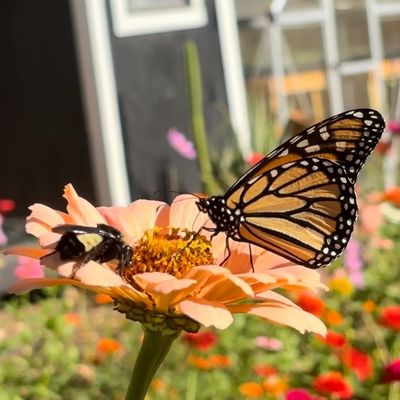 bee and butterfly on zinnia backyard flowers