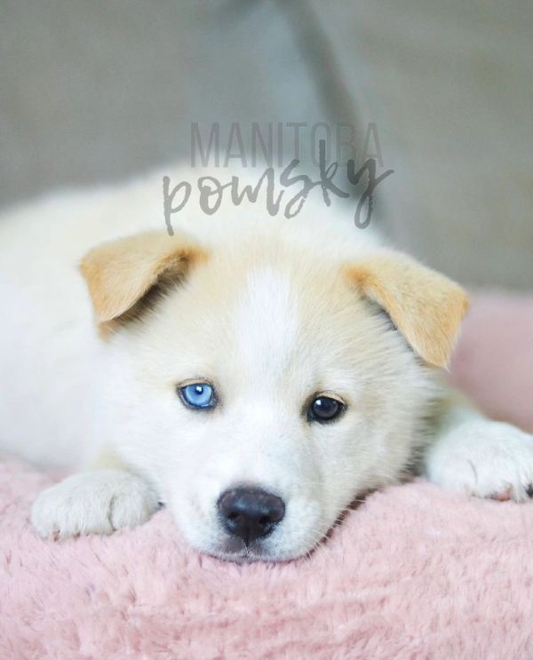 Puppy Canada 