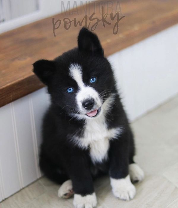 Puppy Manitoba 