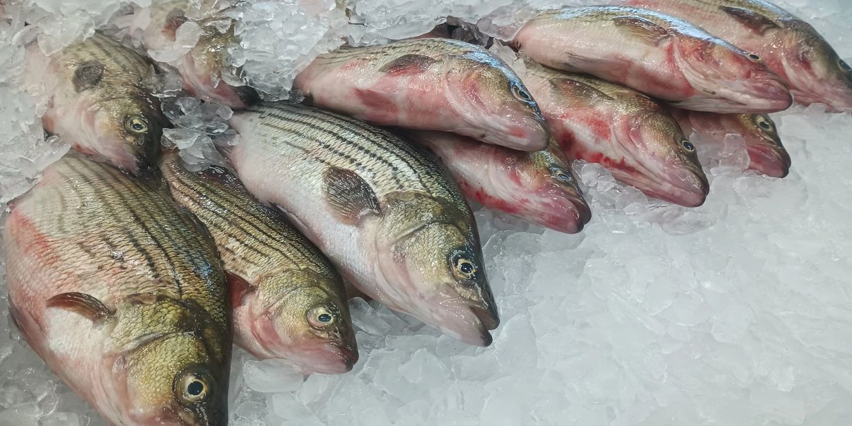 Fresh striped fish laid on ice at a market.