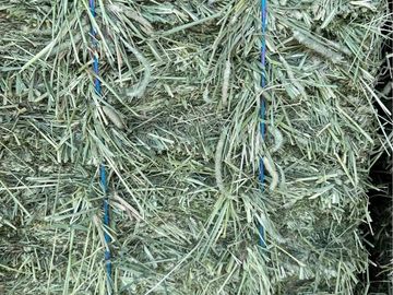 Close-up of a hay bale tied with blue ropes.