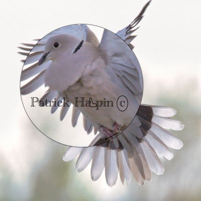 Bird in flight with a close-up inset showing its detailed feathers and eye.