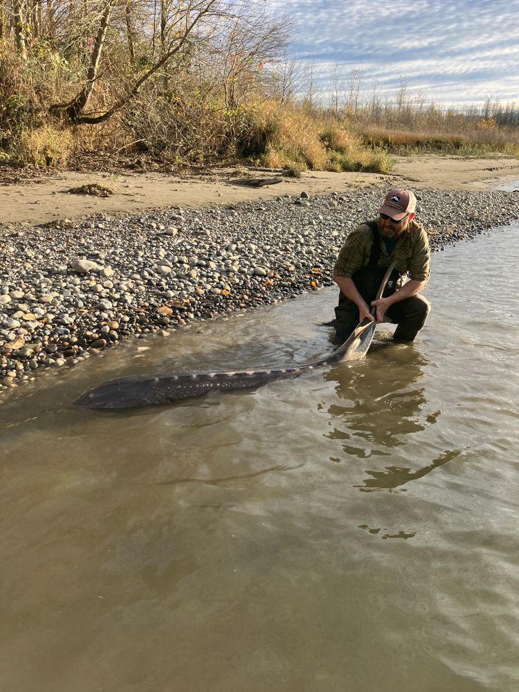 Man releasing a large fish into a river near a rocky shore.