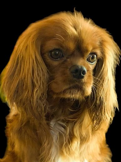 Face of a Ruby Cavalier King Charles stud dog 