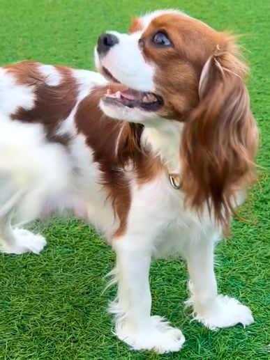 Blenheim Cavalier King Charles dog standing with mouth open