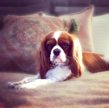 Cavalier King Charles spaniel dog lying on couch