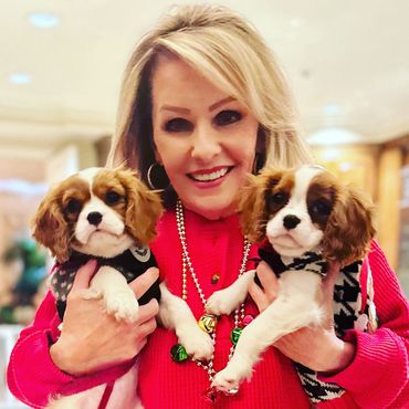 Lady holding two Blenheim Cavalier King Charles spaniel puppies