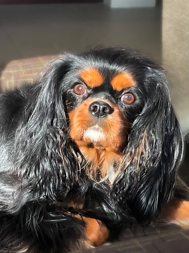 Face of a black and tan Cavalier King Charles Spaniel dog