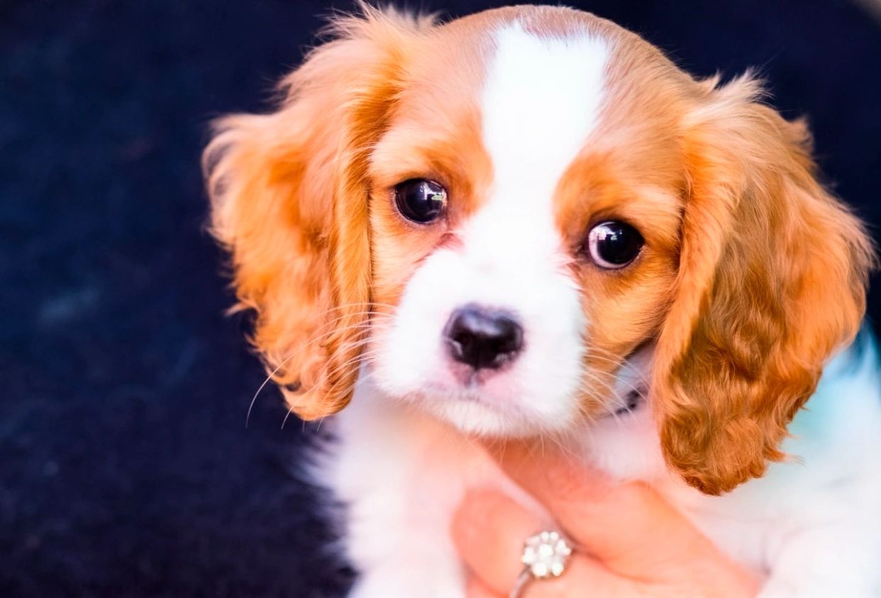 Female Blenheim Cavalier face