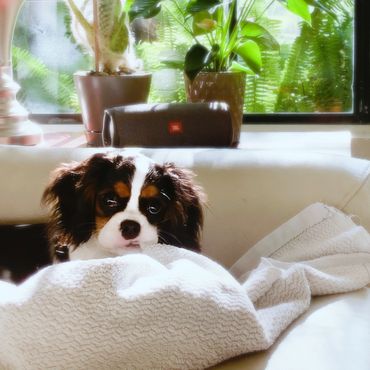 Tricolor Cavalier puppy sitting on couch while playing with a toy