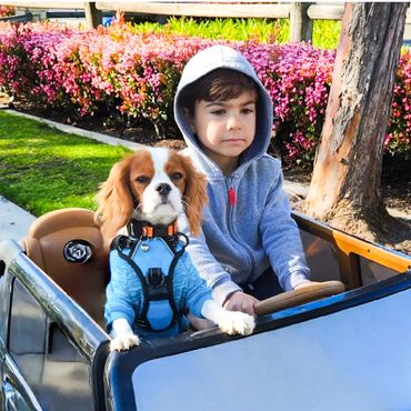 Little boy and Cavalier puppy riding in toy car together