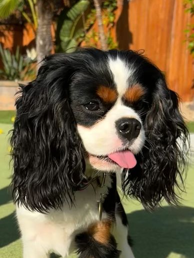 Face of Tri Color Cavalier King Charles dog