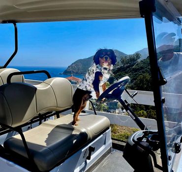Cavalier dog sitting on golf cart at Catalina Island