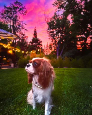 Cavalier King Charles dog gazing into the sunset