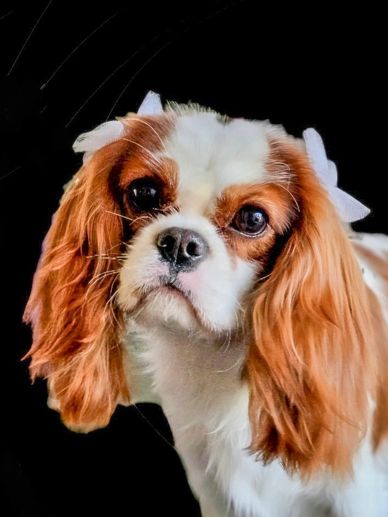 Face of Blenheim Cavalier King Charles dog