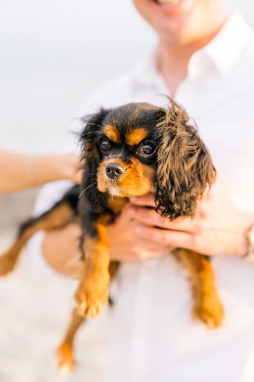 Black and tan Cavalier King Charles Spaniel dog face