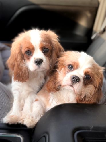 Faces of two Blenheim Cavalier King Charles Spaniel puppies
